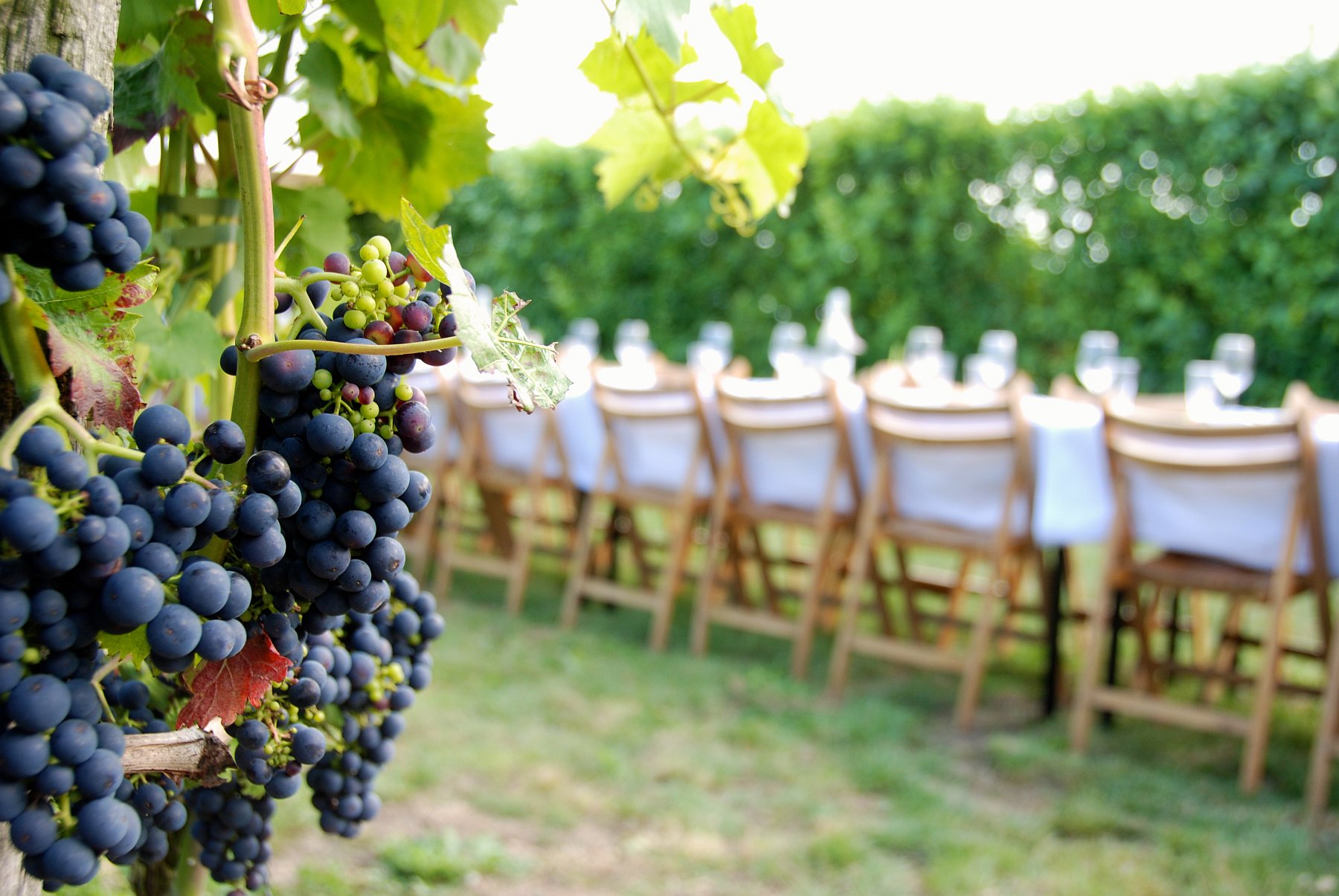 Wijnhuis het Betuws Wijndomein - Wijnen uit de Betuwe